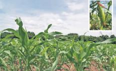 Más de 36 mil productores de Oaxaca esperan que gobierno de Jara apueste por defensa de maíz nativo