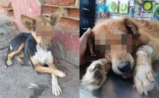 Denuncian dos casos más de perritos a los que dejan sin ojos en Oaxaca; piden ayuda para localizarlos 