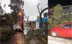 Fallas de luz, hospitales afectados y al menos 29 árboles caídos dejan fuertes lluvias en la ciudad de Oaxaca