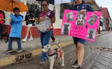 “Crueldad y maltrato son una constante en Oaxaca”; exigen nueva ley de protección a los animales