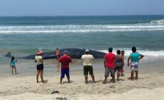 Muere cachalote de 12 metros en playa de Chipehua, Oaxaca, tras encallar en la arena 
