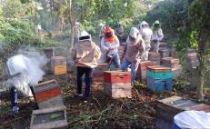 Exigen apicultores regular invasión a colmenas, ante daños a producción de miel en Oaxaca