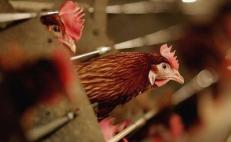 Gobierno de Oaxaca aclara que no hay casos humanos de gripe aviar en el estado