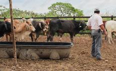 Calor en Istmo de Oaxaca mata bovinos y trae pérdidas de 90% en producción de leche