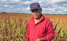 Llegada de Sembrando Vida acelera abandono de producción de sorgo en Oaxaca