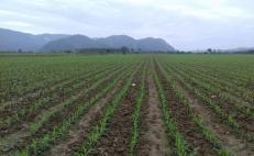 Resaca de ola de calor en la Cuenca de Oaxaca deja pérdidas de miles de toneladas de maíz 