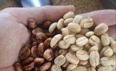 Con cosecha histórica sin agroquímicos, celebrará la Cuenca de Oaxaca el Día Nacional del Café