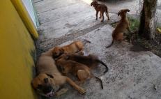 Por crisis económica en Oaxaca, caen más de 50% los rescates de animales abandonados en Tuxtepec