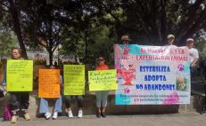 Animalistas de Oaxaca exigen atención a denuncias por maltrato animal; inician plantón de 12 horas