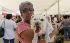 Los Servicios de Salud de Oaxaca vacunarán a 10 mil 500 mascotas en Tuxtepec