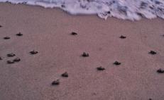 Pobladores de Chacahua integran 250 tortugas golfinas al mar de Oaxaca 