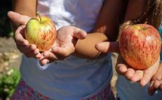 Celebran en Oaxaca entrada en vigor de ley que regula ambientes alimentarios en escuelas
