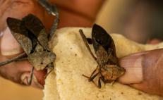 Chinches de la montaña, un insecto para dormir el hambre de la nación triqui de Oaxaca