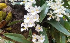Registran 88 especies de orquídeas en bosques de Yucuhiti, en la Mixteca de Oaxaca; 9 son endémicas