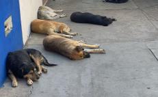 Investiga fiscalía de Oaxaca muerte de Hércules, perrito atacado por un pitbull