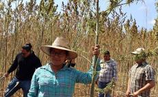 Pide Oaxaca frenar criminalización contra comunidades indígenas productoras de cannabis 