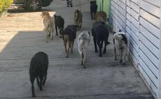 Anuncian programa para sacrificar a perros agresivos tras ataque a niño en la Costa de Oaxaca