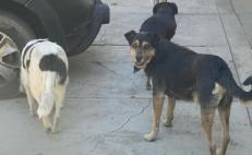 “No existen perros agresivos, es omisión del cuidador”, dicen animalistas sobre plan de Pochutla de sacrificar canes