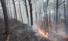 Arden Los Chimalapas: dos incendios consumen 400 hectáreas de la selva zoque de Oaxaca