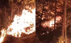Fuego ha consumido 2 mil hectáreas de pino ocote en selva de Los Chimalapas en Oaxaca