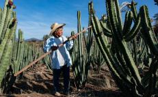 Celebran 50 aniversario de la Feria de la Pitaya, fruta que sostiene la economía de Tianguistengo, Oaxaca 