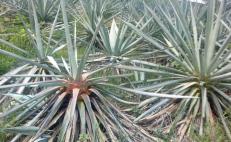 Productores de Oaxaca advierten caída del precio del agave, un golpe a la industria del mezcal