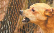 Reforma Congreso de Oaxaca el Código Penal para sancionar a propietarios de animales que lesionen a personas