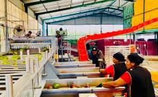 En riesgo exportaciones de mango de oaxaqueño por amenaza arancelaria de Trump