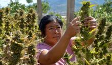 En 10 comunidades indígenas de Oaxaca, 175 campesinos apuestan por siembra legal de marihuana