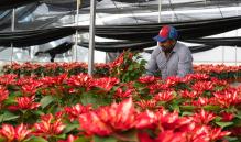 Pandemia no vence a la Nochebuena: fue buen año para la flor, dicen productores de la Sierra de Oaxaca