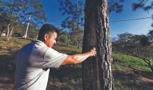 Agoniza producción de resina de pino en Los Chimalapas, por pandemia; es sustento de comuneros