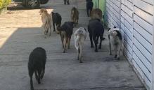 se deben sacrificar los perros agresivos