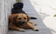 Habitantes de Ocotl&aacute;n de Morelos en Oaxaca presentan denuncia penal ante envenenamiento de perros callejeros