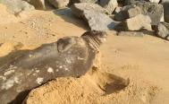 &iexcl;No molestar! Captan a elefante marino descansando y tomando el sol en playas de Huatulco