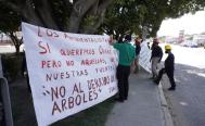 Ambientalistas de Oaxaca protestan de nuevo contra tala de &aacute;rboles por obra: &quot;no estamos contra el desarrollo&quot;