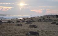 Llegan m&aacute;s de 350 mil tortugas golfinas a santuarios en la Costa de Oaxaca
