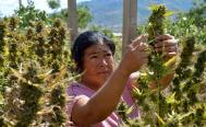 En 10 comunidades ind&iacute;genas de Oaxaca, 175 campesinos apuestan por siembra legal de marihuana