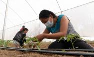 Georgina Jovita Porras es una de las productoras de tomate, proyecto con el que consolid&oacute; una fuente de empleo para su familia.