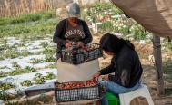 Cultivo de fresas, opci&oacute;n de negocio en la Mixteca de Oaxaca para no migrar a EU