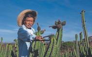 Pitayas dan &ldquo;dulce&rdquo; impulso a la econom&iacute;a de campesinos de Tianguistengo, Mixteca de Oaxaca