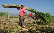 Renace en la Ci&eacute;nega de Zimatl&aacute;n cultivo de ca&ntilde;a en manos de migrantes que retornaron a Oaxaca