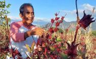 &iquest;Vino de flor de jamaica? Productores del Istmo de Oaxaca exploran incursionar en su elaboraci&oacute;n