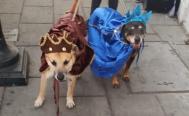 Mazap&aacute;n se viste de rey mago para ayudar a Canelo, un perrito de Oaxaca que busca hogar