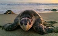 Ante llegada de m&aacute;s de 44 mil tortugas, realizan operativo de protecci&oacute;n en playas de Oaxaca