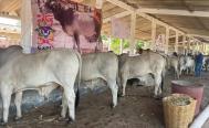 Ganaderos del Istmo de Oaxaca se suman a rechazo a decisi&oacute;n de importar carne de Brasil