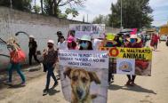 Resuena exigencia para frenar crueldad animal en Oaxaca; activistas piden castigos ejemplares