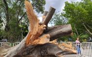 Artista de Oaxaca transforma &aacute;rbol ca&iacute;do en el parque El Llano en un &ldquo;llamado de auxilio&rdquo;