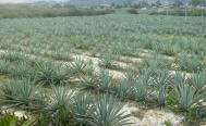 Busca Morena que Seculta inscriba al mezcal de Oaxaca como &ldquo;cultura l&iacute;quida&rdquo; ante UNESCO