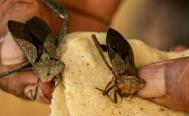 Chinches de la monta&ntilde;a, un insecto para dormir el hambre de la naci&oacute;n triqui de Oaxaca