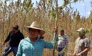 Pide Oaxaca frenar criminalizaci&oacute;n contra comunidades ind&iacute;genas productoras de cannabis